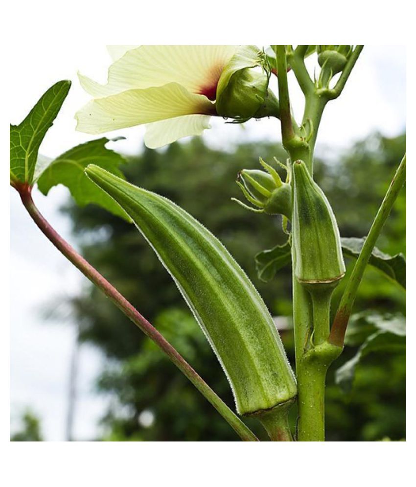 Oliver Gardens High Yield Lady Finger Hybrid F1 Supreme (II) Seeds for