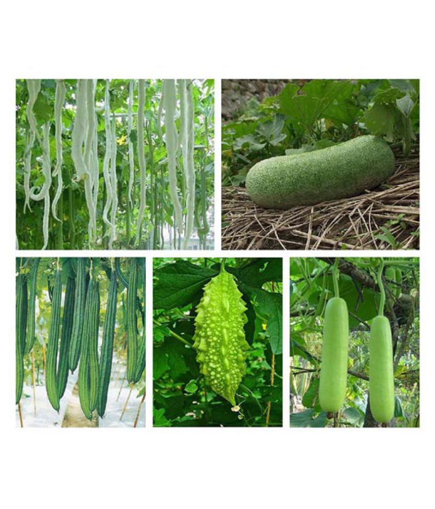 Oliver Gardens Vegetable Gourd Seeds Combo Ridge Gourd, Snake Gourd, Bottle Gourd, Bitter