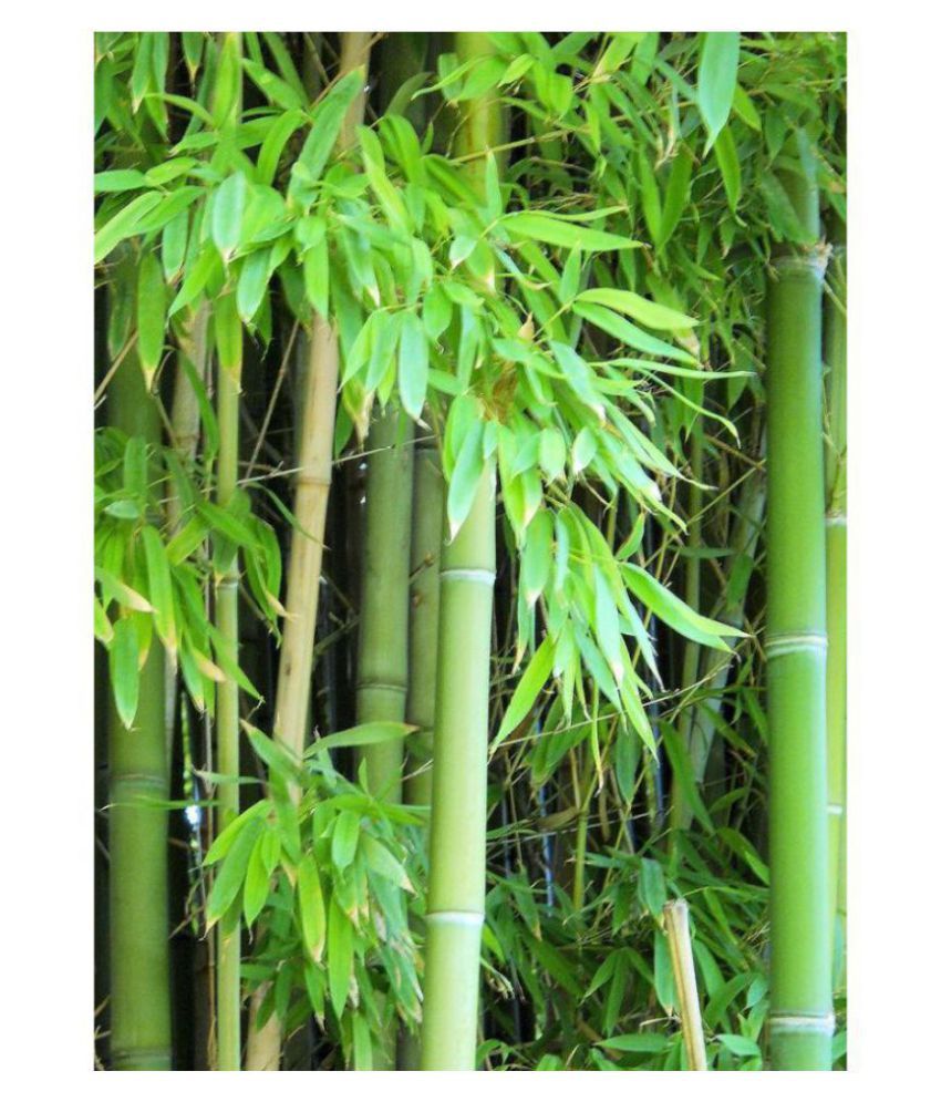     			Male Bamboo Seeds For Outdoor Bamboo Seeds Garden Pack