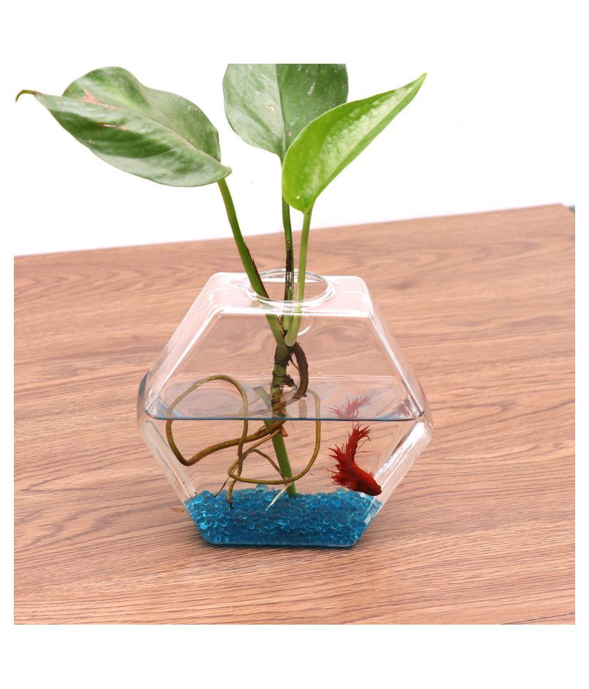 Glass Planters Wall Hanging Planters Round Air Plant Pots Wall Plant Container Buy Glass Planters Wall Hanging Planters Round Air Plant Pots Wall Plant Container At Best Price In India On Snapdeal 23% off 24 x 15cm artificial flower plant with photo display frame rectangle wall hanging planter indoor vertical wall planter for home office decor 0 review cod.