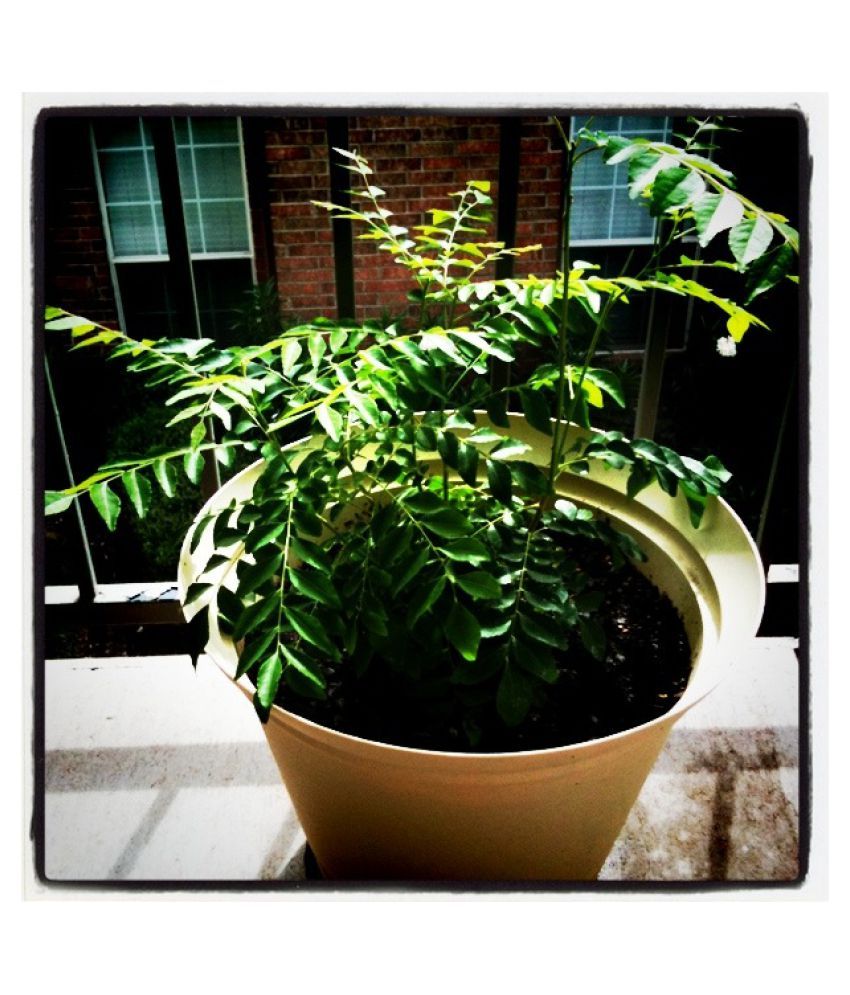 Trothic Garden CURRY LEAVES Plant With Pot(kadi patta ) Indoor Plant Buy Trothic Garden CURRY