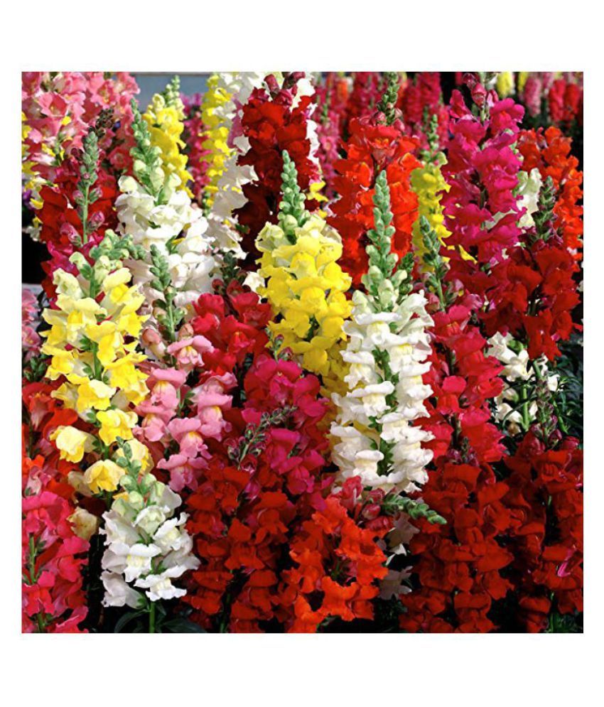 Antirrhinum or dragon flowers or snapdragons Seeds (40 seeds) Buy