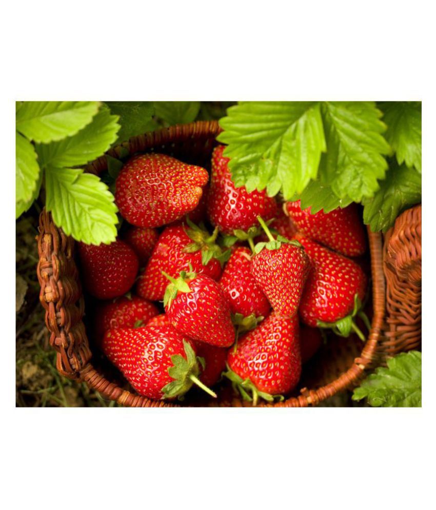     			Strawberry Fruit 30 Seeds Pack