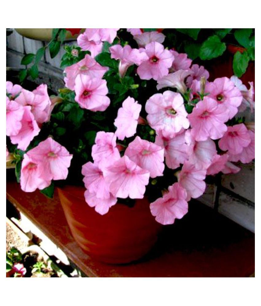     			Petunia (Baby Pink) - Plant Seeds