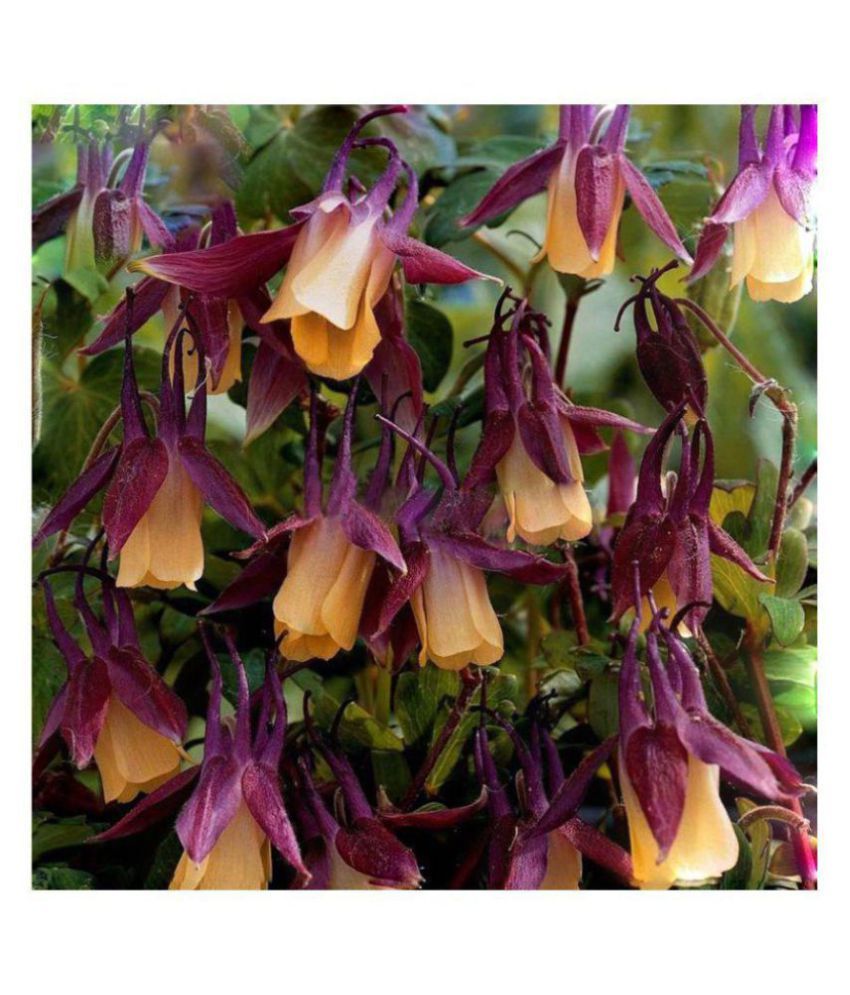 Aquilegia 50 PURPLE COLUMBINE SEEDS