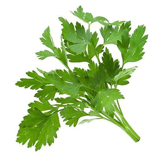     			SOIL ME Coriander Imported Seeds (Pack of 3 Seeds)