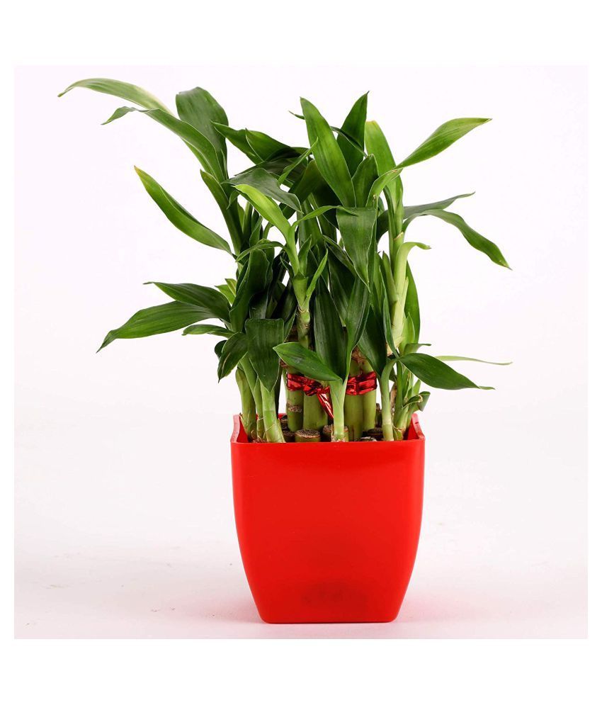 V & A Enterprises Good luck two layer bamboo plant Both Bamboo Plant