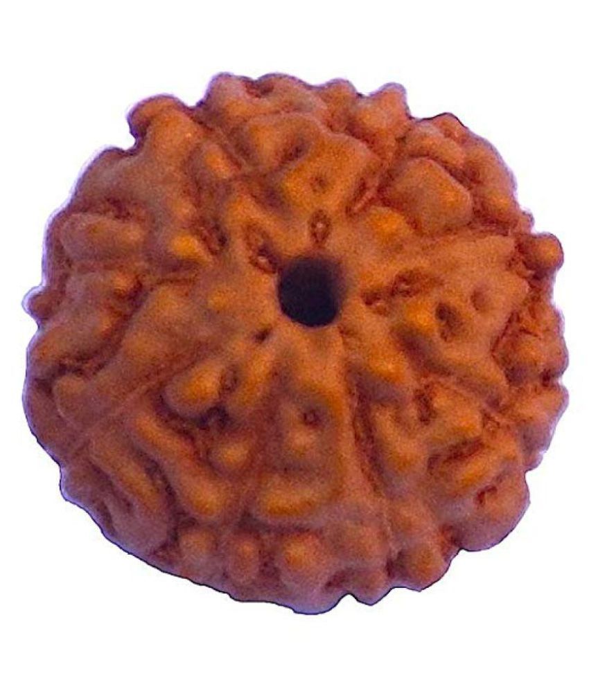     			8 Face Indonesian Rudraksha 8 Mukhi Indonesian Rudraksha/Eight Faced Indonesian Rudraksha With Lab Certified