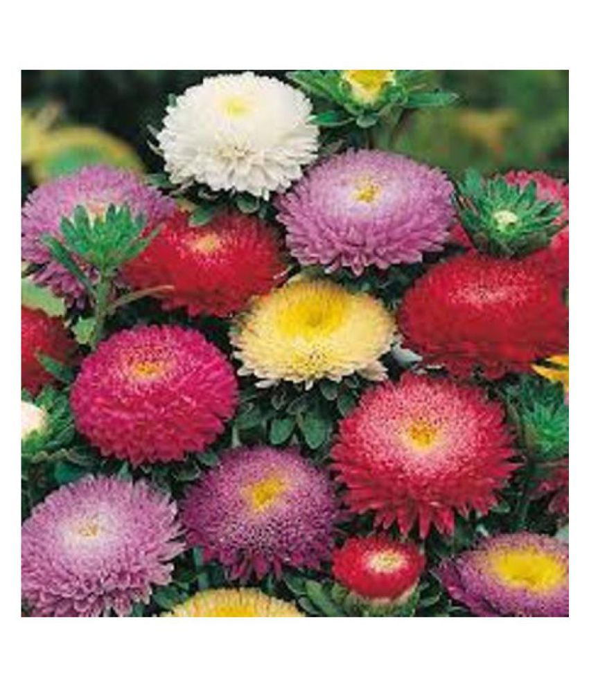     			Aster Mixed Flower Seeds (50 Pack)