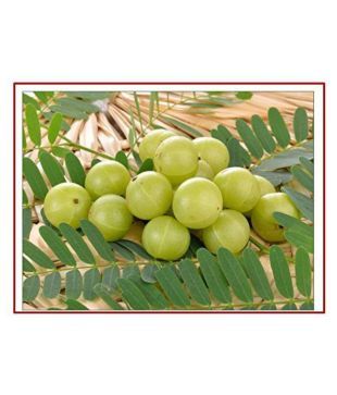 Rk Seeds Amla Seeds Indian Gooseberry Emblica Officinalis Pack Of 100 Gm Buy Rk Seeds Amla Seeds Indian Gooseberry Emblica Officinalis Pack Of 100 Gm Online At Low Price Snapdeal