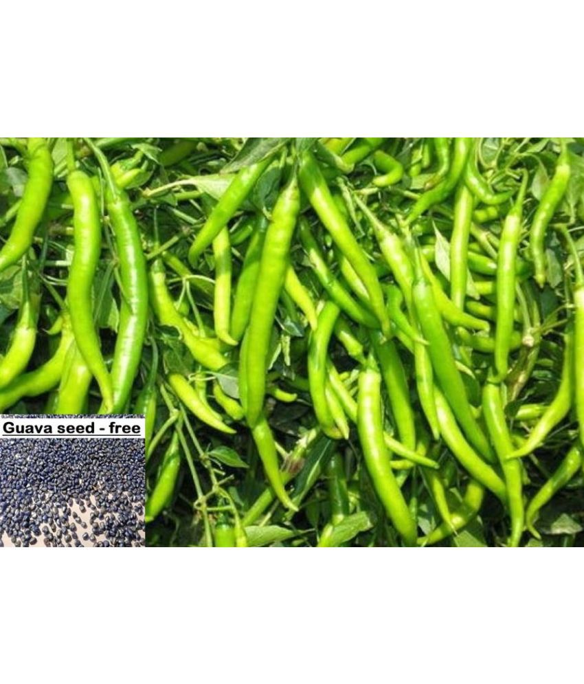     			Green Hot Chilli Seed 100 Seed Pack + Instruction Manual + free seeds