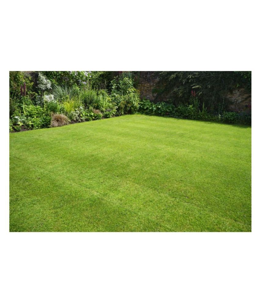 GREEN HERB BERMUDA GRASS SEED 100 GM Buy GREEN HERB BERMUDA GRASS SEED