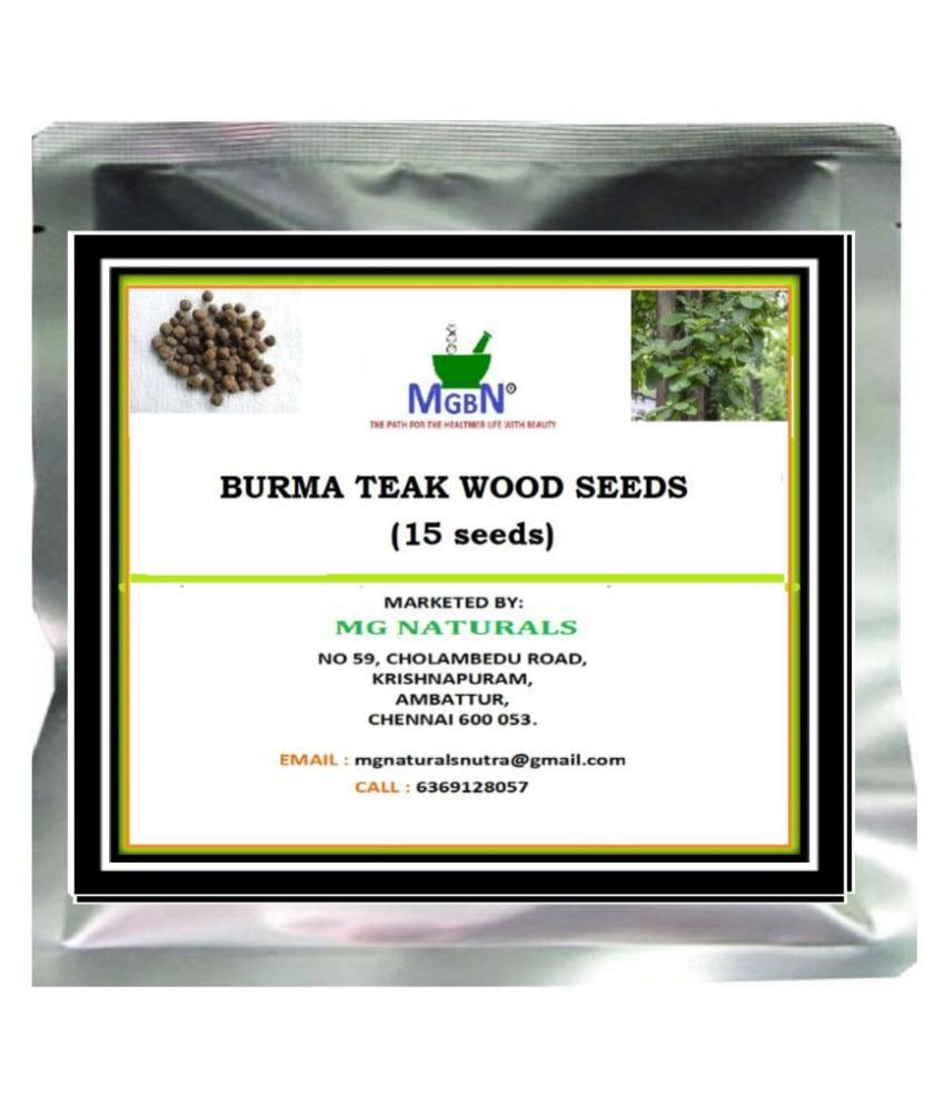 BURMA TEAK WOOD SEEDS 15 SEEDS Buy BURMA TEAK WOOD SEEDS 15 SEEDS