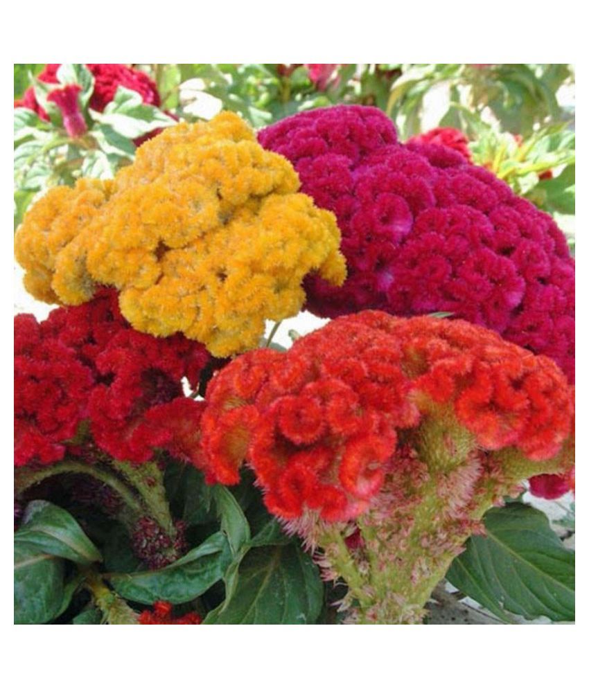 Flowers Advance Seeds Pack of 100 Seeds PREMIUM QUALITY