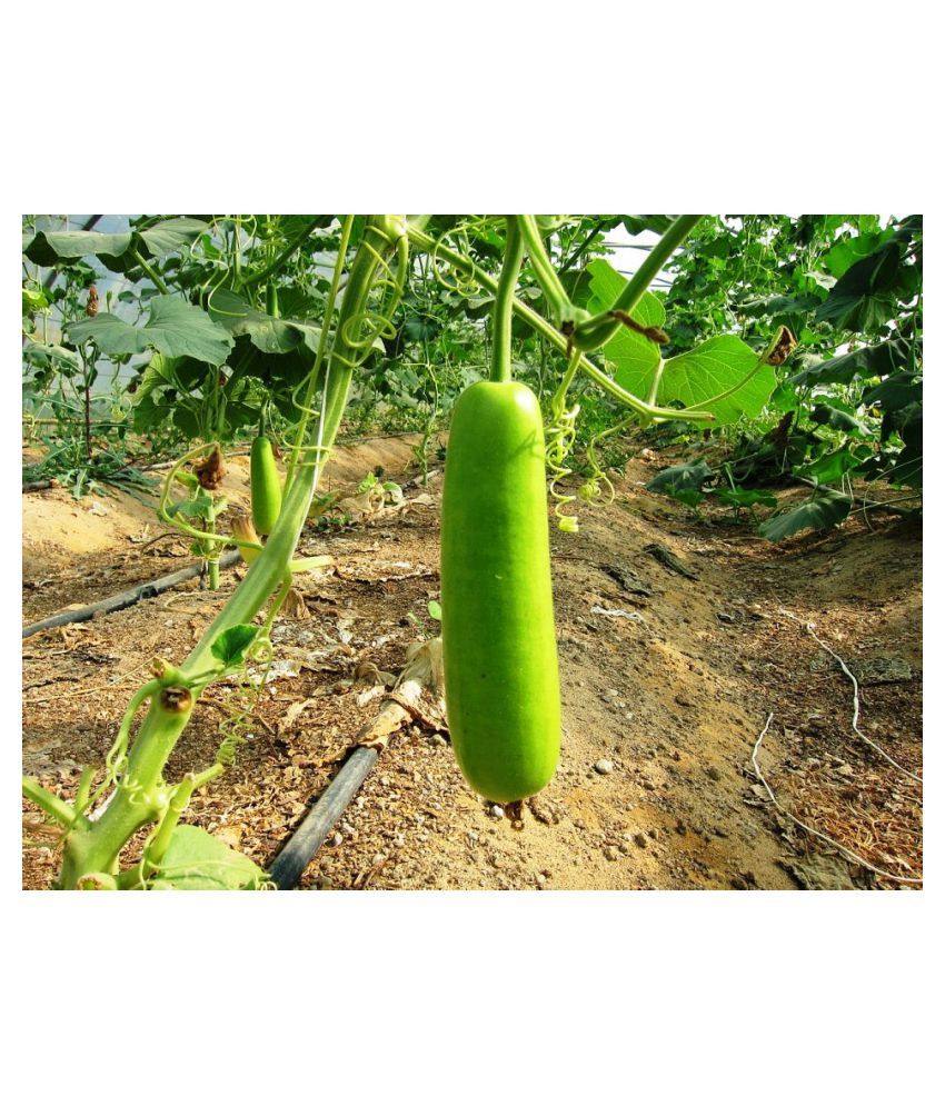 bottle-gourd-loki-ghiya-vegetables-seeds-pack-of-30-seeds-premium