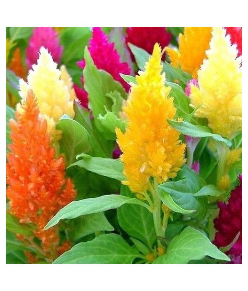 Celosia Mixed Color Flowers Seeds Pack of 100 Seeds Celosia Mixed Color Flowers Seeds Pack of 100 Seeds