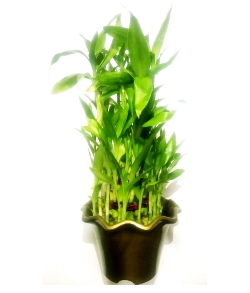 Green plant indoor bamboo Indoor Bamboo Plant Buy Green plant indoor