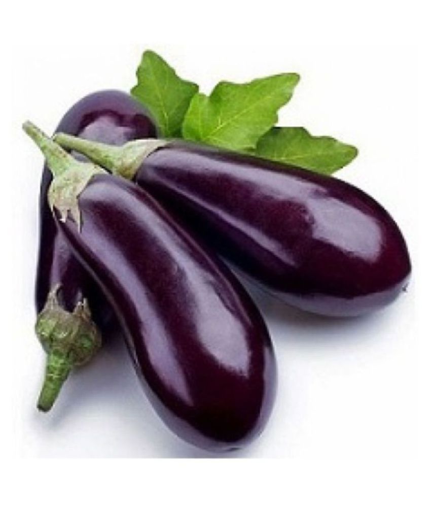     			R-DRoz Brinjal Purple Long High Germination Seeds - Pack of 50 F-1 Hybrid Seeds