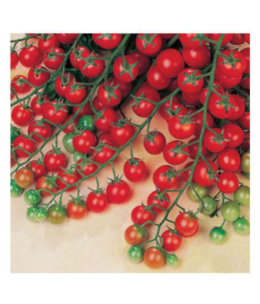     			R-DRoz Cherry Tomato High Germination Hybrid Seeds - Pack of 50 Organic
