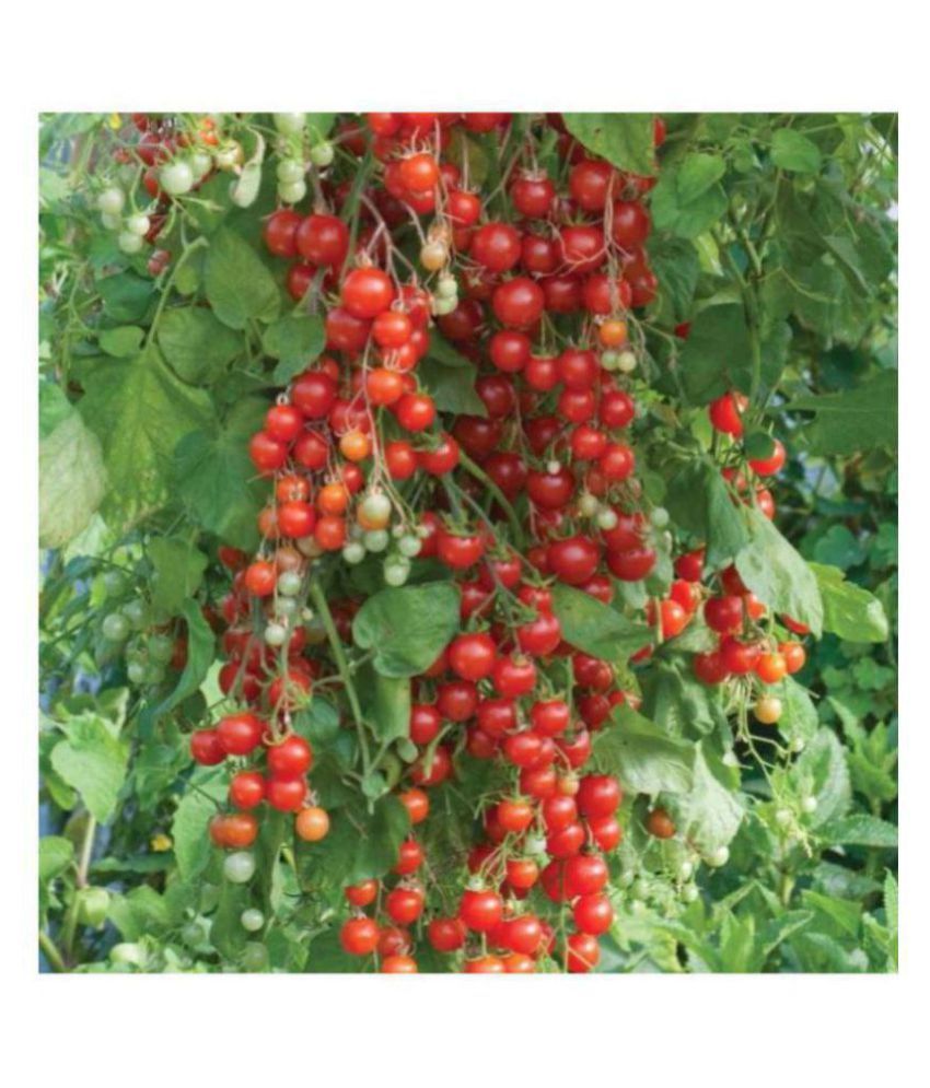     			R-DRoz Cherry Tomato Quality Seeds - Pack of 50 Hybrid Seeds