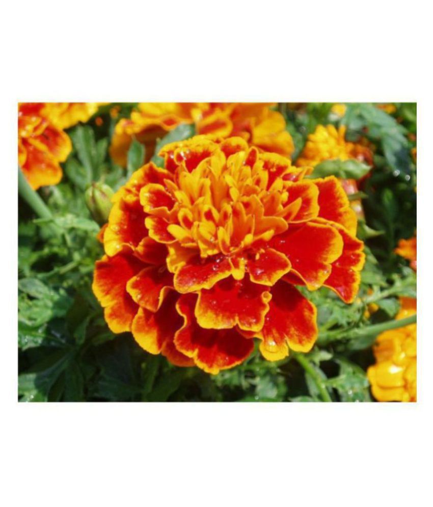     			R-DRoz Marigold French Premium Flowers Seeds - Pack of 50 Premium Seeds