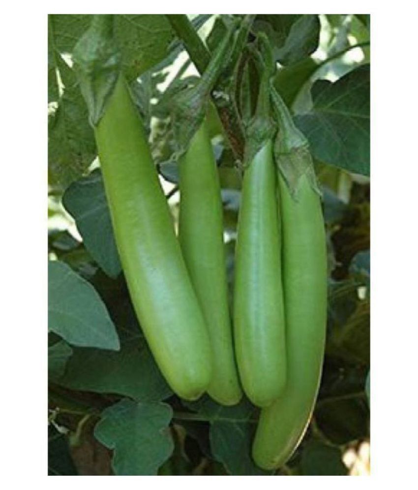     			R-DRoz Green Brinjal Exotic Seeds - Pack of 50 Seeds F-1 Hybrid