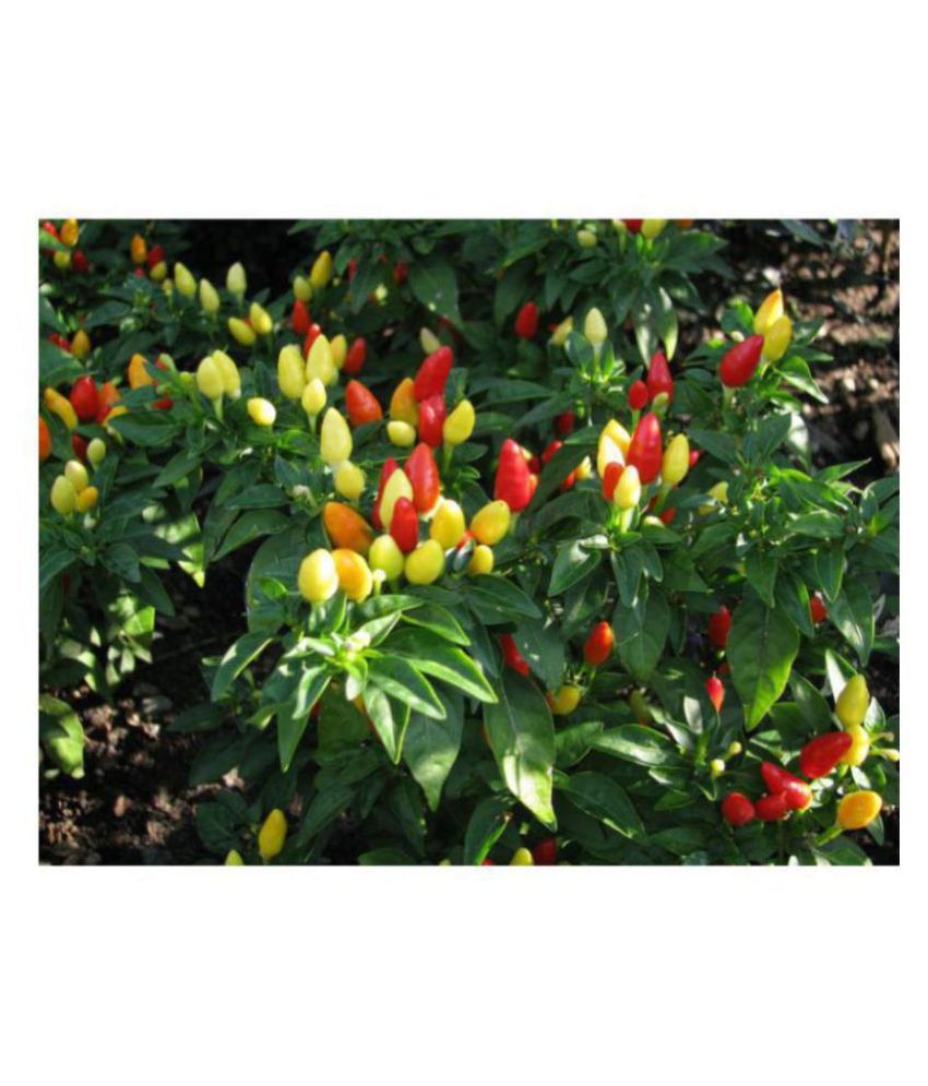     			R-DRoz Ornamental Chilly Exotic Quality Seeds - Pack of 25 Exotic Seeds