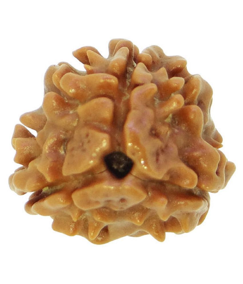     			Lord Agnidev 3-Mukhi Nepal Rudraksha (LAB_CERTIFIED)