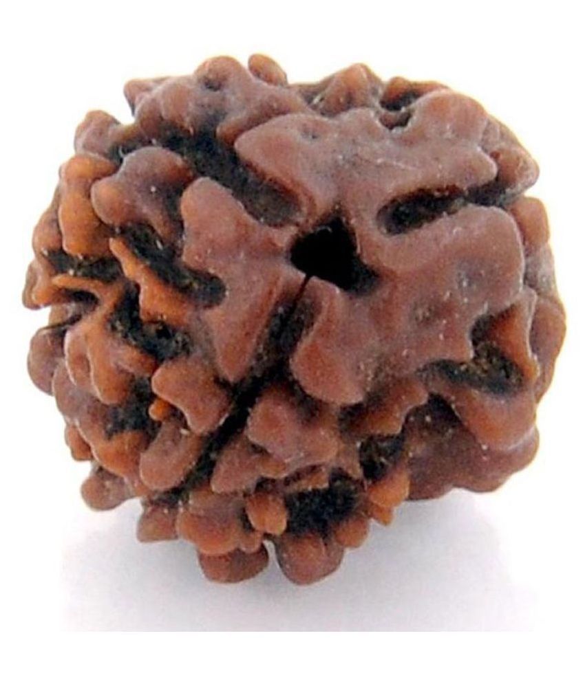     			Gemsamor 3 / Three  Mukhi Certified Mukhi Rudraksha