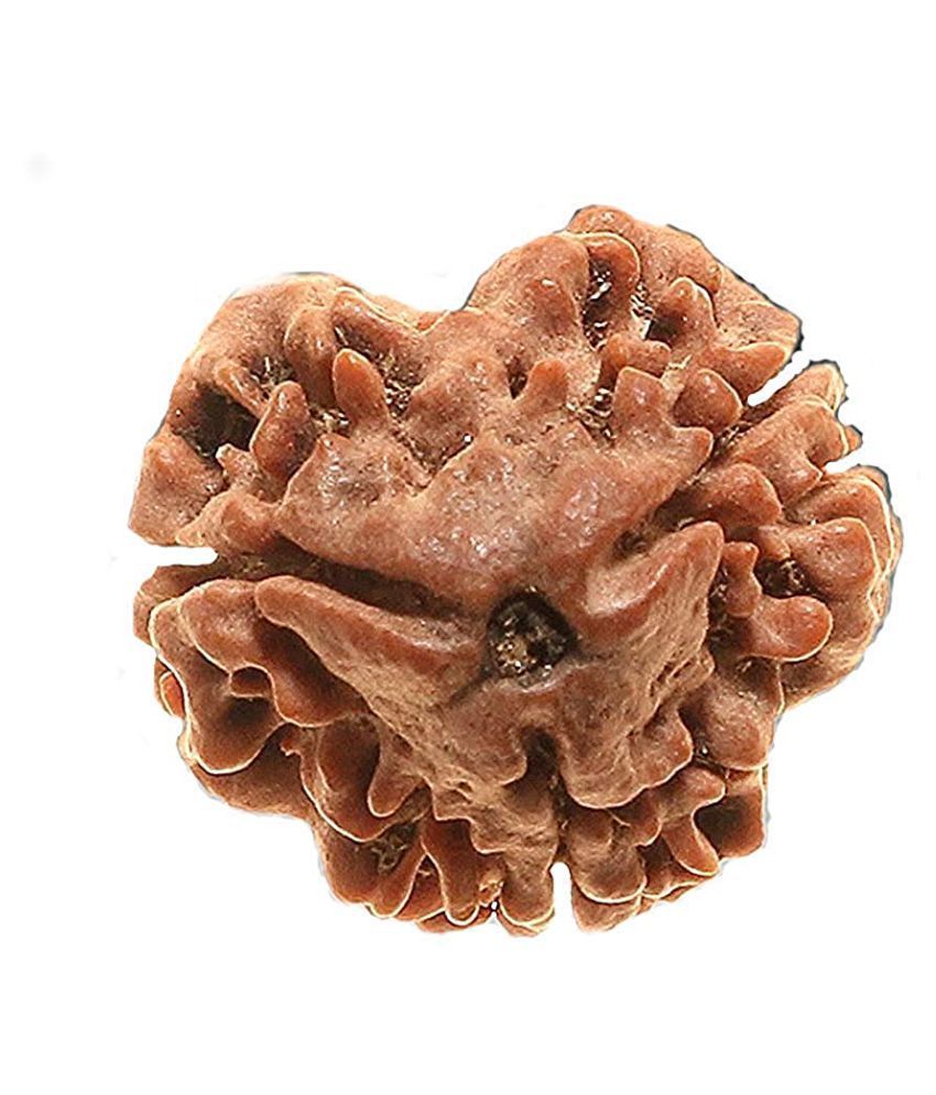     			RUDRA DIVINE Rudraksha Pack of 1