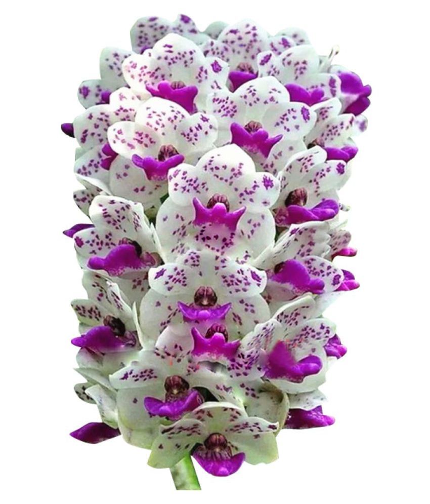 RedOak Orchid Cymbidium seeds - Purple and White - 100 Pcs ...