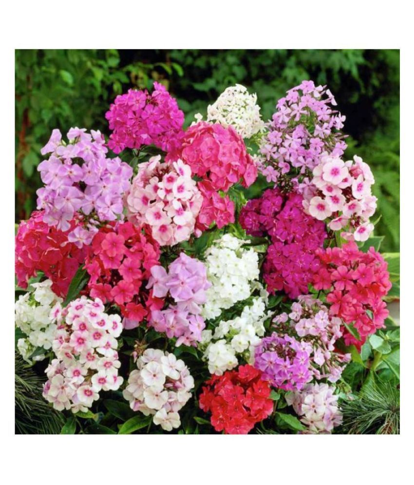 Phlox Flowers M Flowers Seeds - Pack 50 Premium Seeds: Buy ...