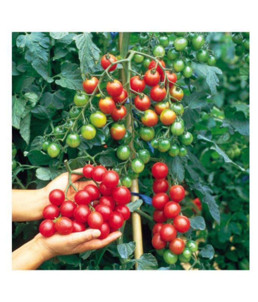     			R-DRoz Cherry Tomato Advance Seeds - Pack of 50 Hybrid Seeds