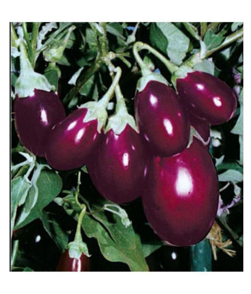     			R-DRoz ChuChu Brinjal Hybrid Seeds - Pack of 50 Seeds F-1 Hybrid Organic