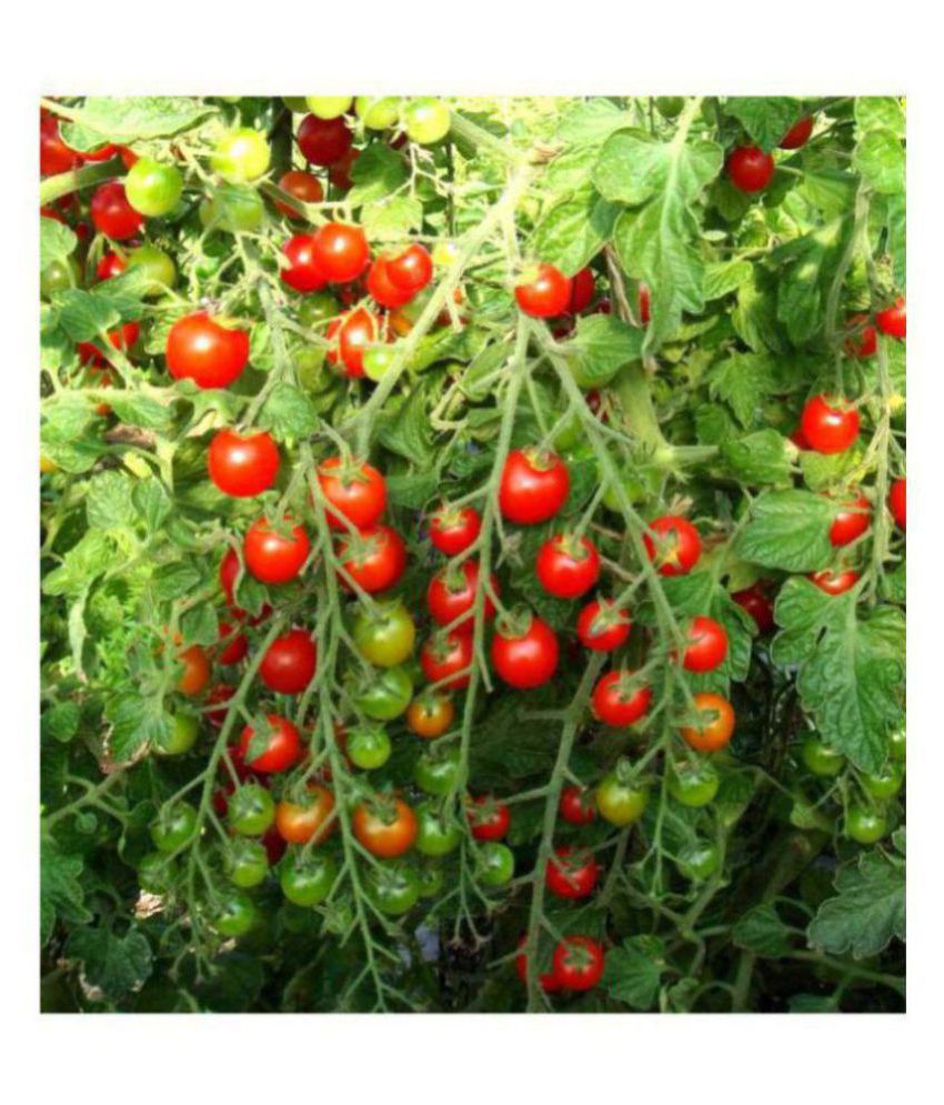     			Cherry Tomato Exotic Seeds - Pack of 30 Hybrid Seeds
