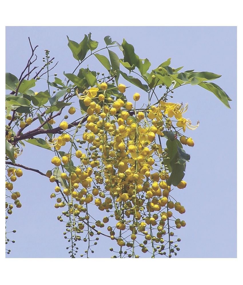 Green India Cassia Seeds Cassia Fistulagolden Shower Tree Indian 