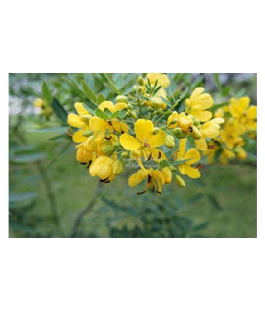 Green India Cassia Siamea Seeds Sima Tangedu Cassod Tree Seeds 