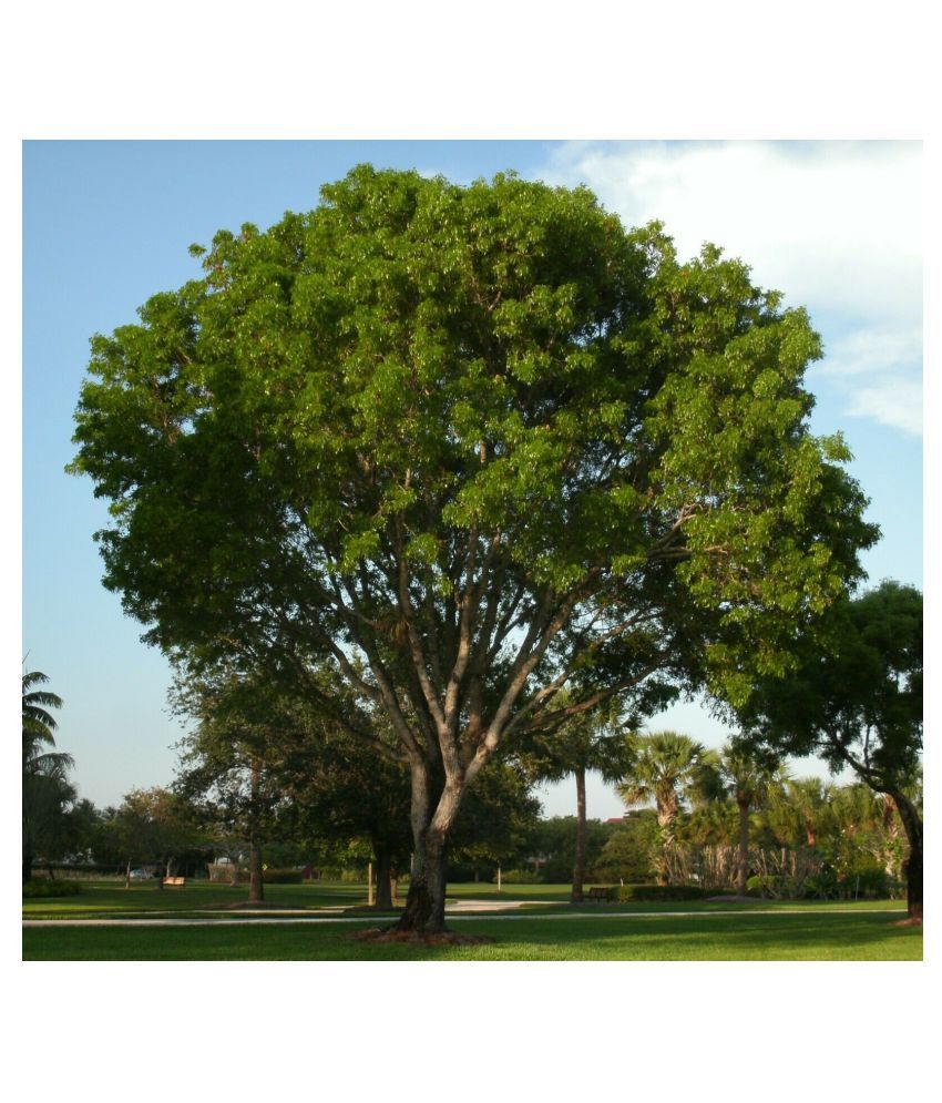 Green India Shisham tree Seed Sisoo tree Seed