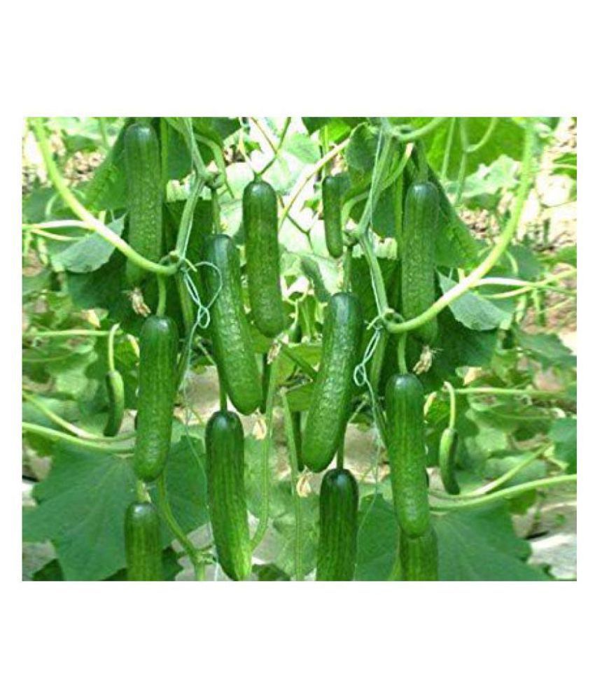     			Vegetable Seeds Cucumber - For Home Garden/Kitchen Garden (Pack of 20 Seeds