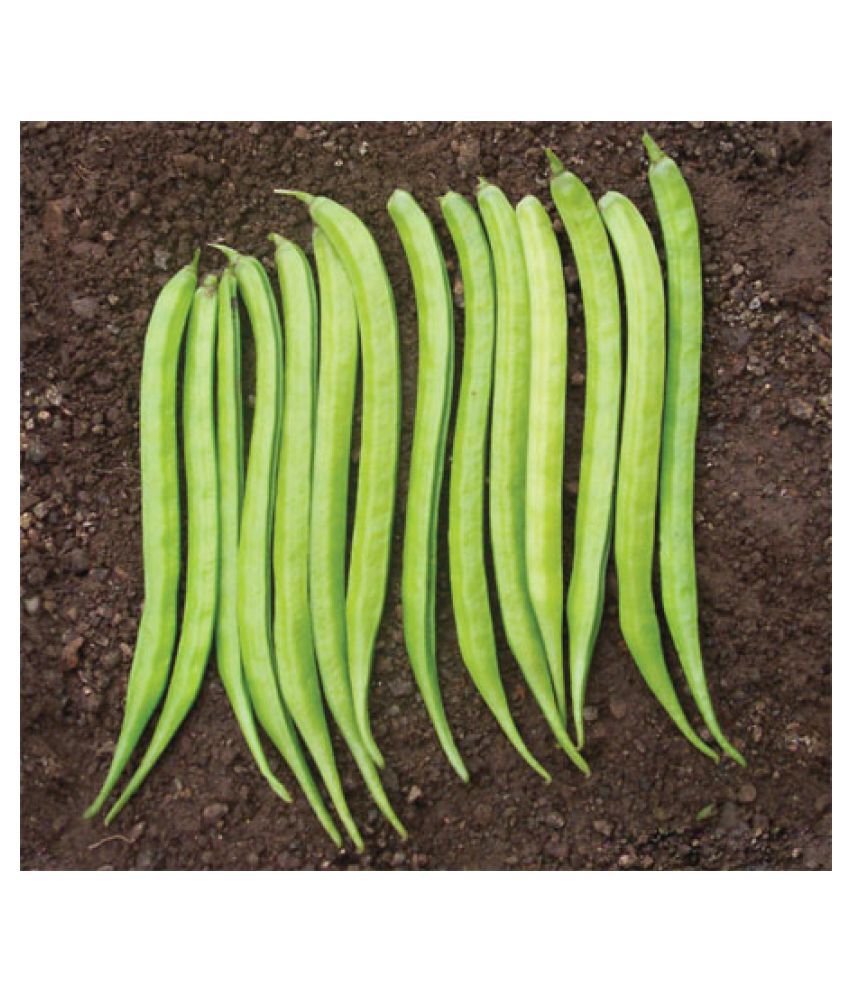     			VALLEY GREEN Cluster Beans (gawar,guar Phalli,goru chikkudu,kothavara) - 50 Seeds