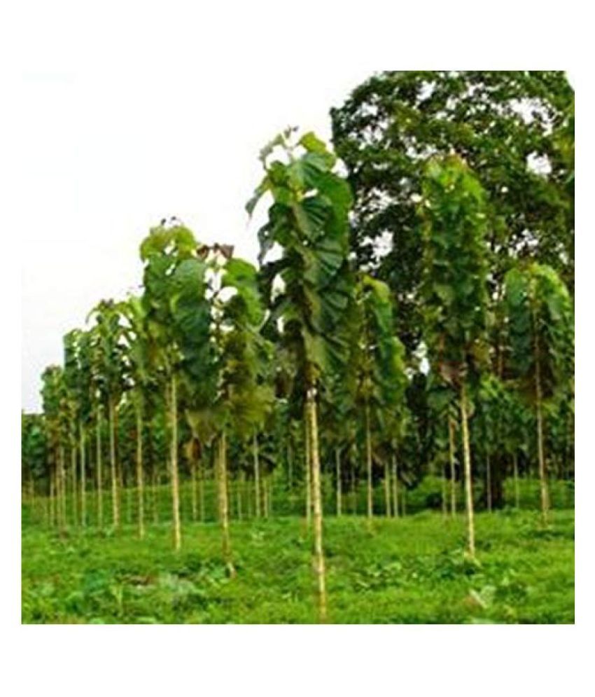 INDIAN TEAK T EAK WOOD SEEDS SAGWAN SEEDS Buy INDIAN TEAK T EAK