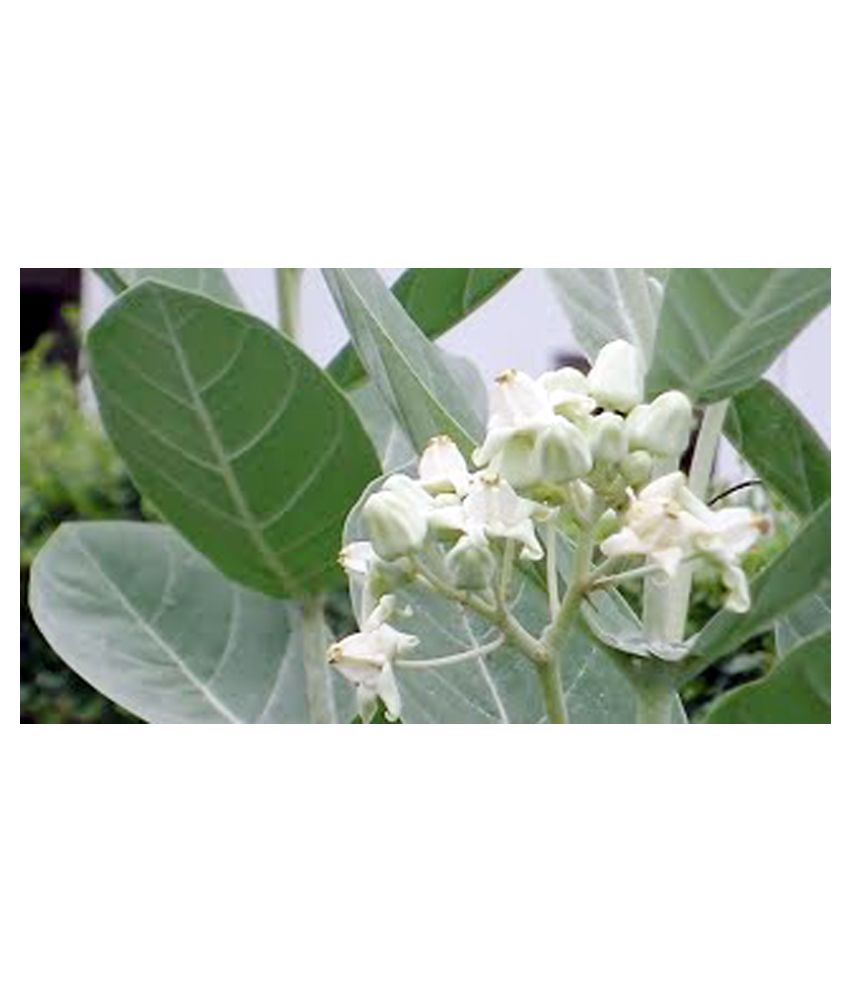 Gkb Dasw Garden Safed White Aak Plant Outdoor Medicinal Plants Buy Gkb Dasw Garden Safed White Aak Plant Outdoor Medicinal Plants Online At Low Price Snapdeal White aak is very rare plant in north india its a symbol of lord ganapati, n it calotropis or aak aka rui, offered to hanuman, is an excellent home remedy for cold, cough, asthama, a. snapdeal