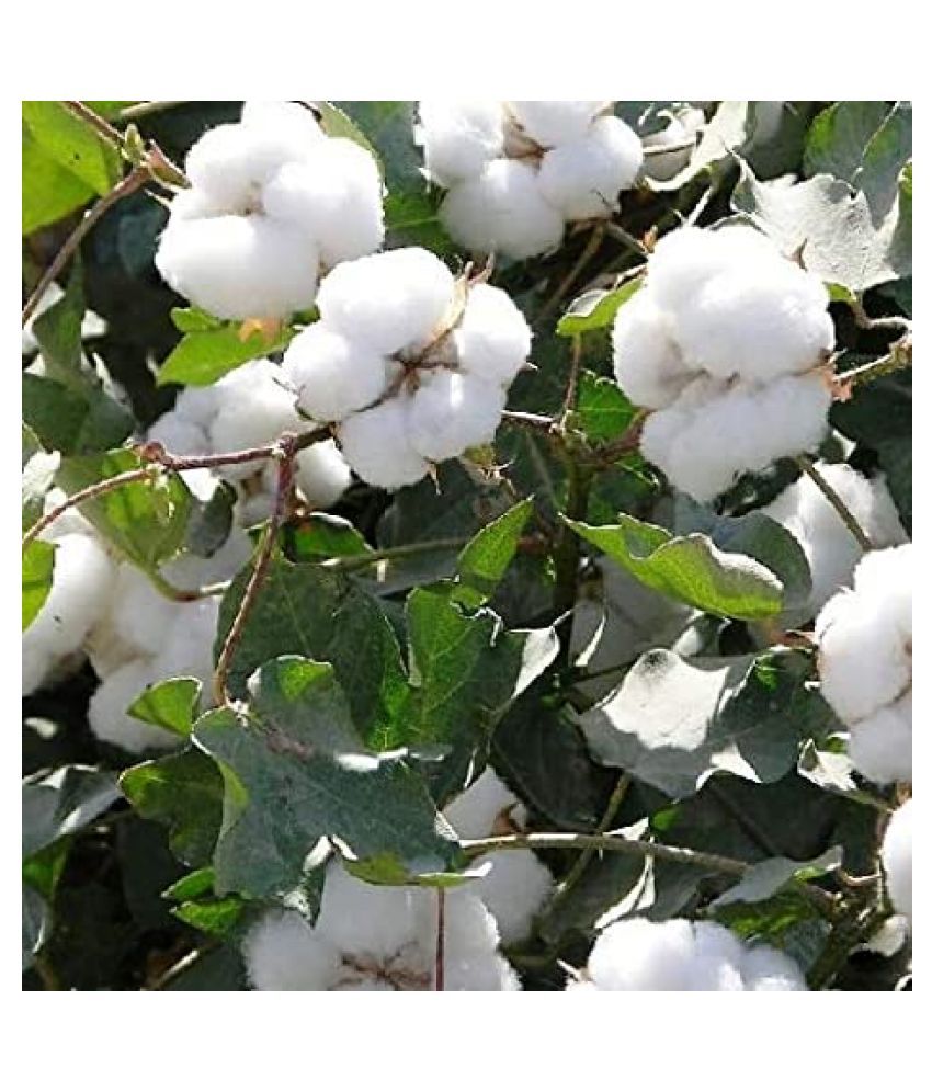 NAMCOT 615 BGII [ COTTON SEEDS ] Buy NAMCOT 615 BGII [ COTTON SEEDS