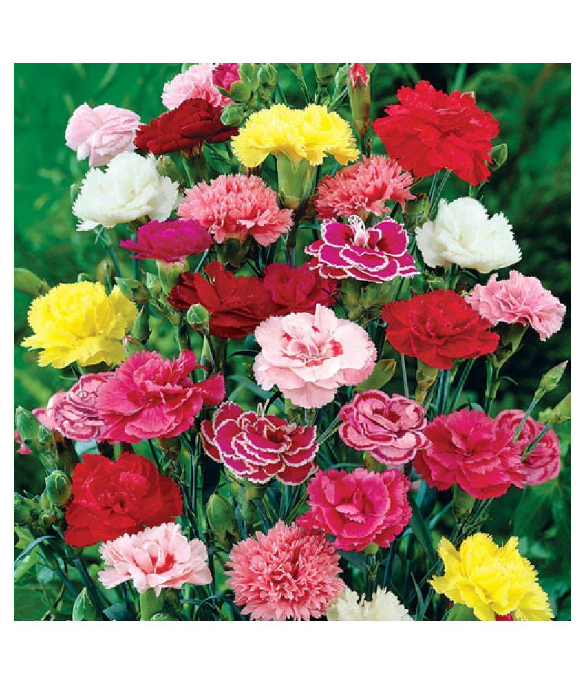 Carnation(Dianthus Chaubad) MixedPack of 50 Seeds Buy Carnation
