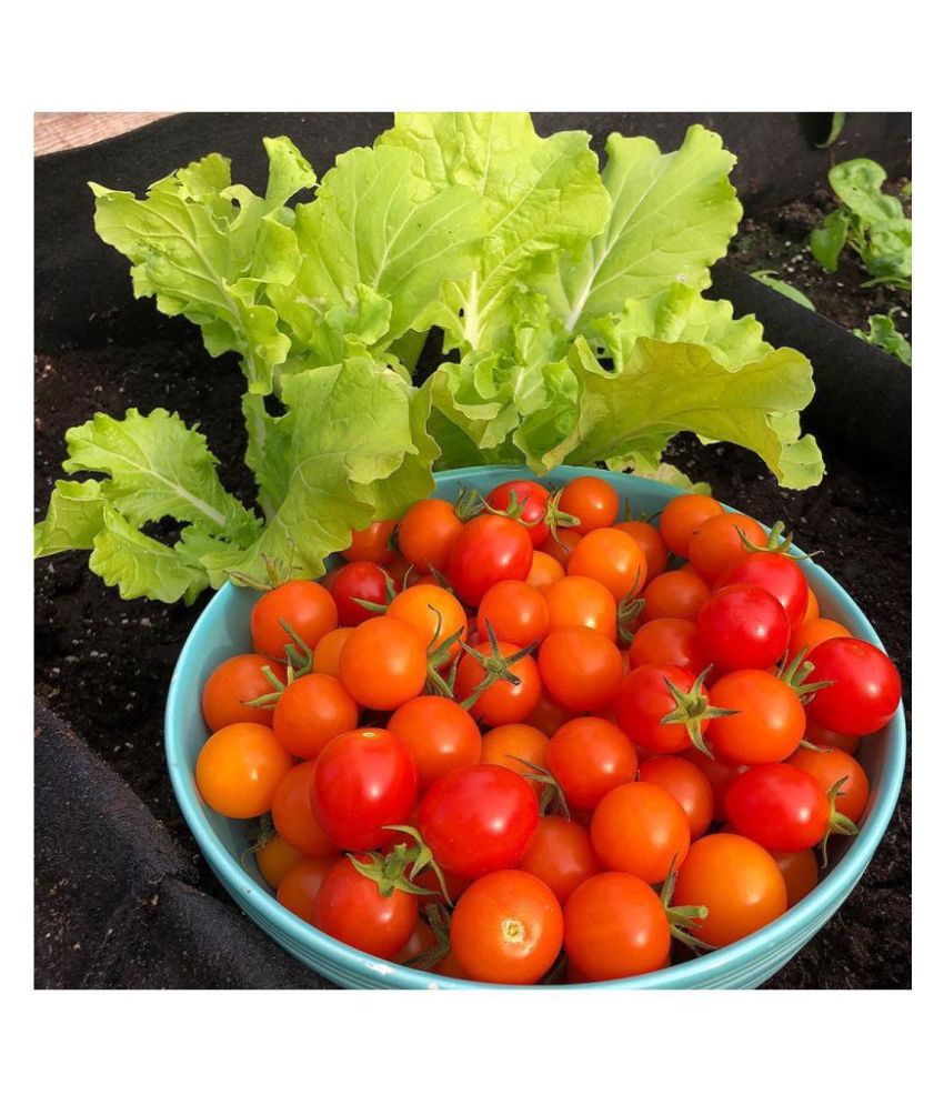     			FLARE SEEDS Vegetable Seeds Cherry Tomato F1 Hybrid Best Quality Seeds - 50 Seeds Pack
