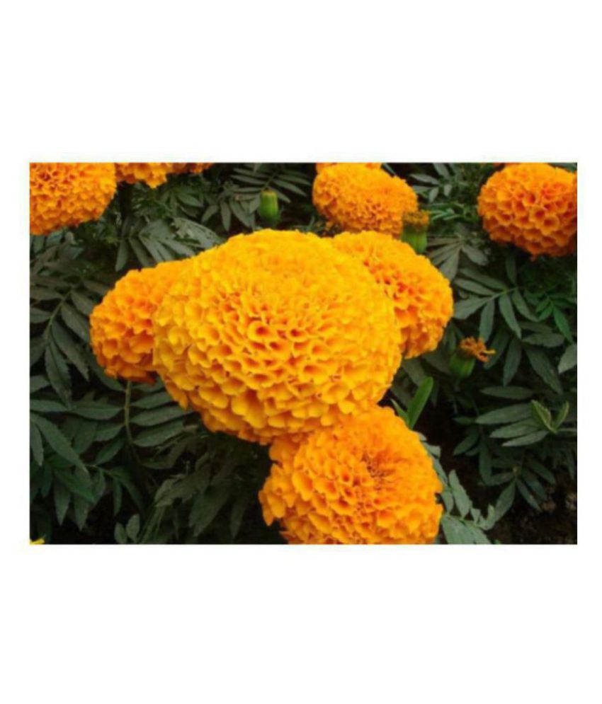     			Marigold African High Quality Seeds - Pack of 50 Premium Seeds