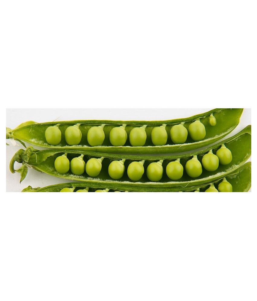 MyHobbyGardenVegSeedPeasGreen Peasmatar5 seeds Buy MyHobbyGarden
