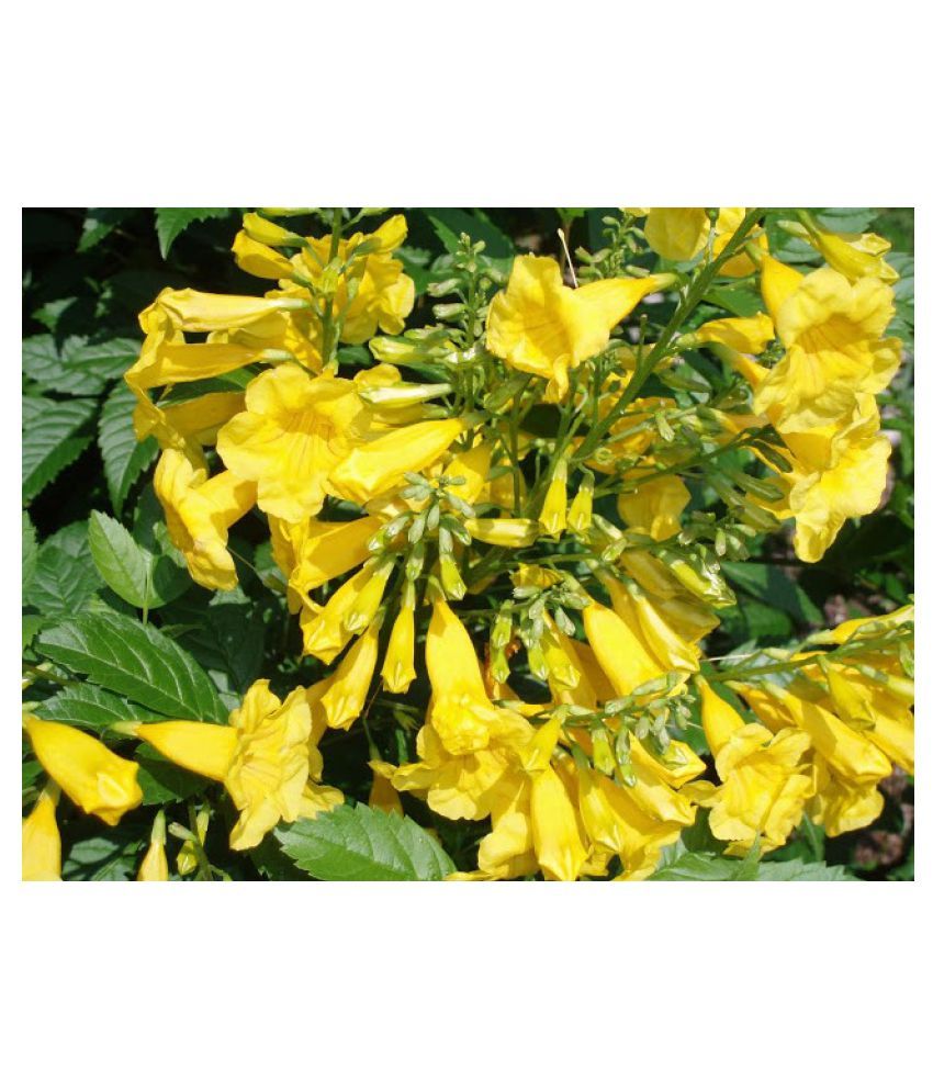 GKB Live Plant, Outdoor Flower Plant Buy GKB Live Plant