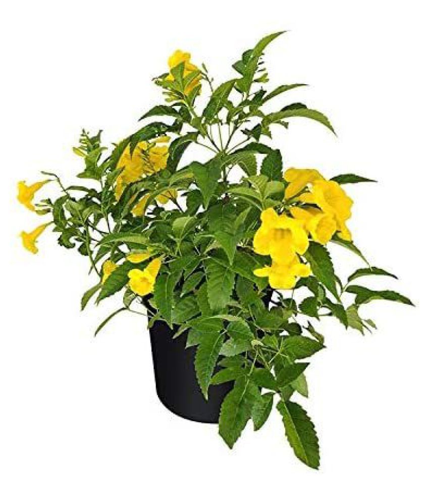 GKB Live Plant, Outdoor Flower Plant Buy GKB Live Plant