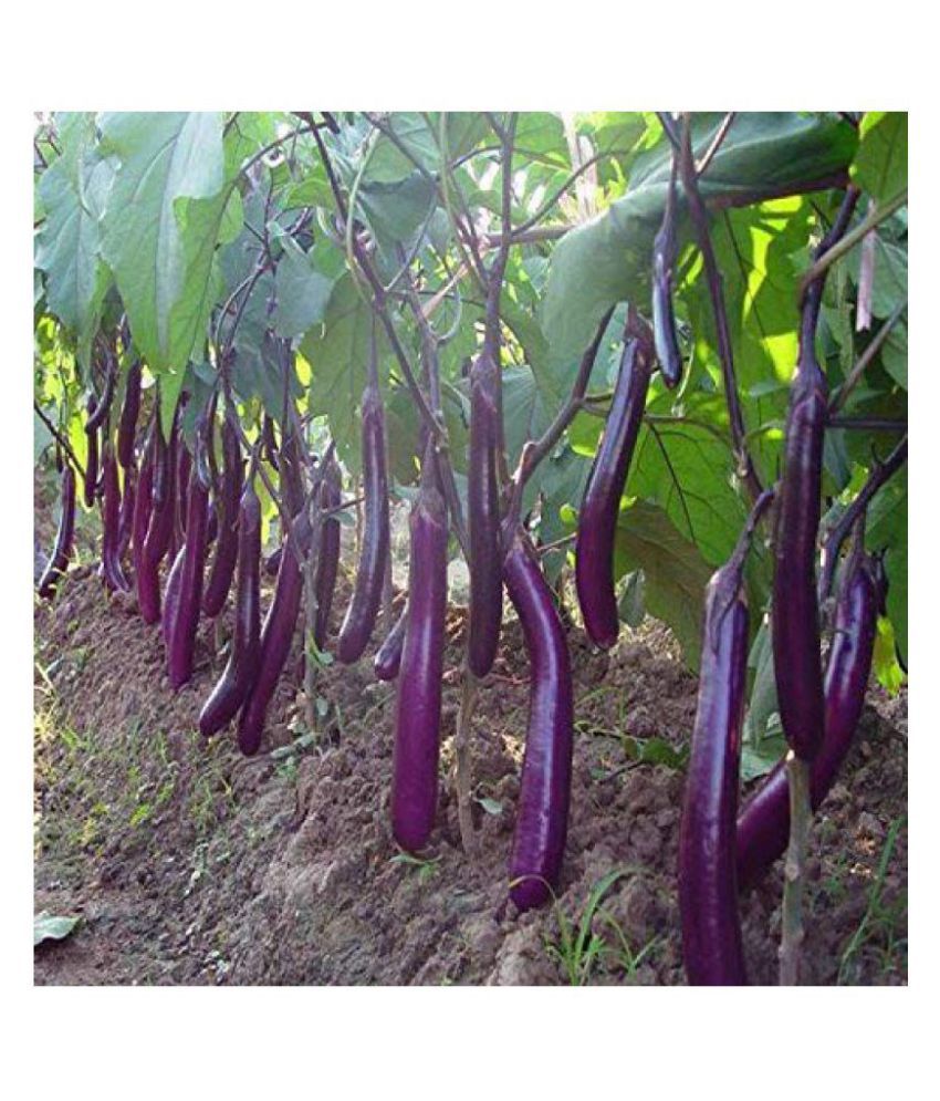     			Long Purple Brinjal ( Best Quality Seeds ) - 100 Seeds Per Pack